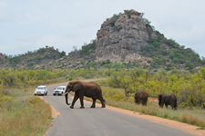 Elefanten auf der Strasse