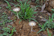 Pilze wachsen aus dem Elefantendung