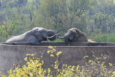 Elefanten am Wasserreservoir