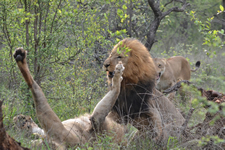 Kämpfende Löwen