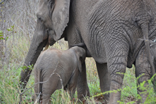 Elefantenmutter mit Baby