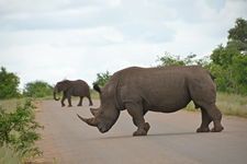 Nashorn und Elefant auf der Strasse
