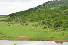 Elefantenherde am Miondozi Dam