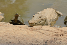 Wasserschildkröte und Krokodil