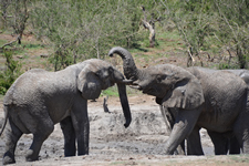 Spielende Elefanten