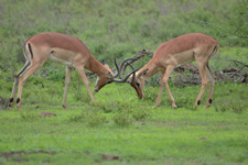 Kämpfende Impalas