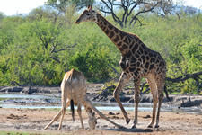 Saufende Giraffe