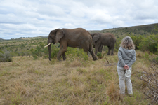 Safari hoch zu Elefant