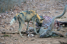 Junge Wildhunde mit Kudu-Kadaver