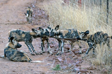 Junge Wildhunde mit Kudu-Kadaver