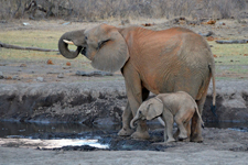 Elefanten und Elefäntchen