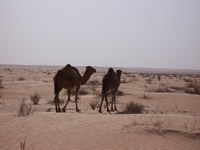 Die Kamele nehmen sofort reissaus, wenn sie uns sehen